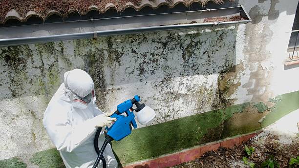 Trusted Mold Inspection service in Winthrop, MA - Cheap Mold Removal